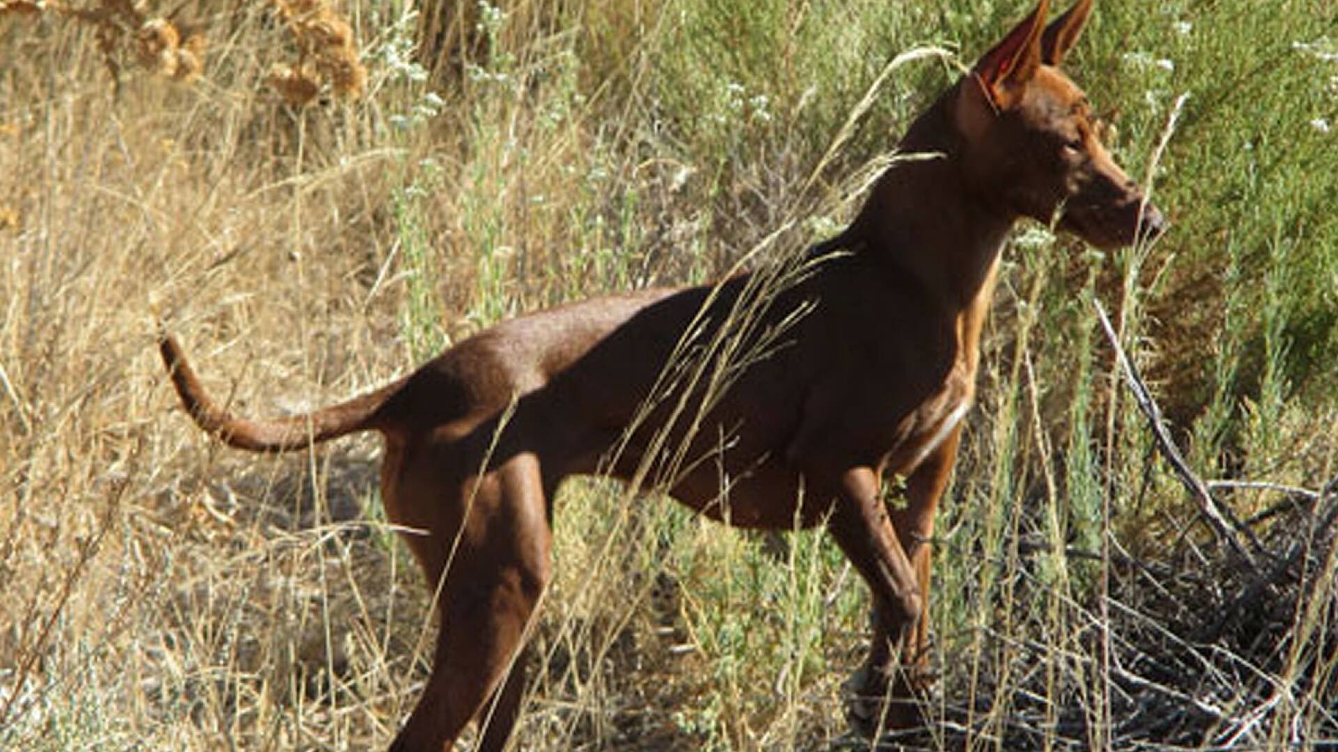 Podencos y conejos en tierras burgalesas