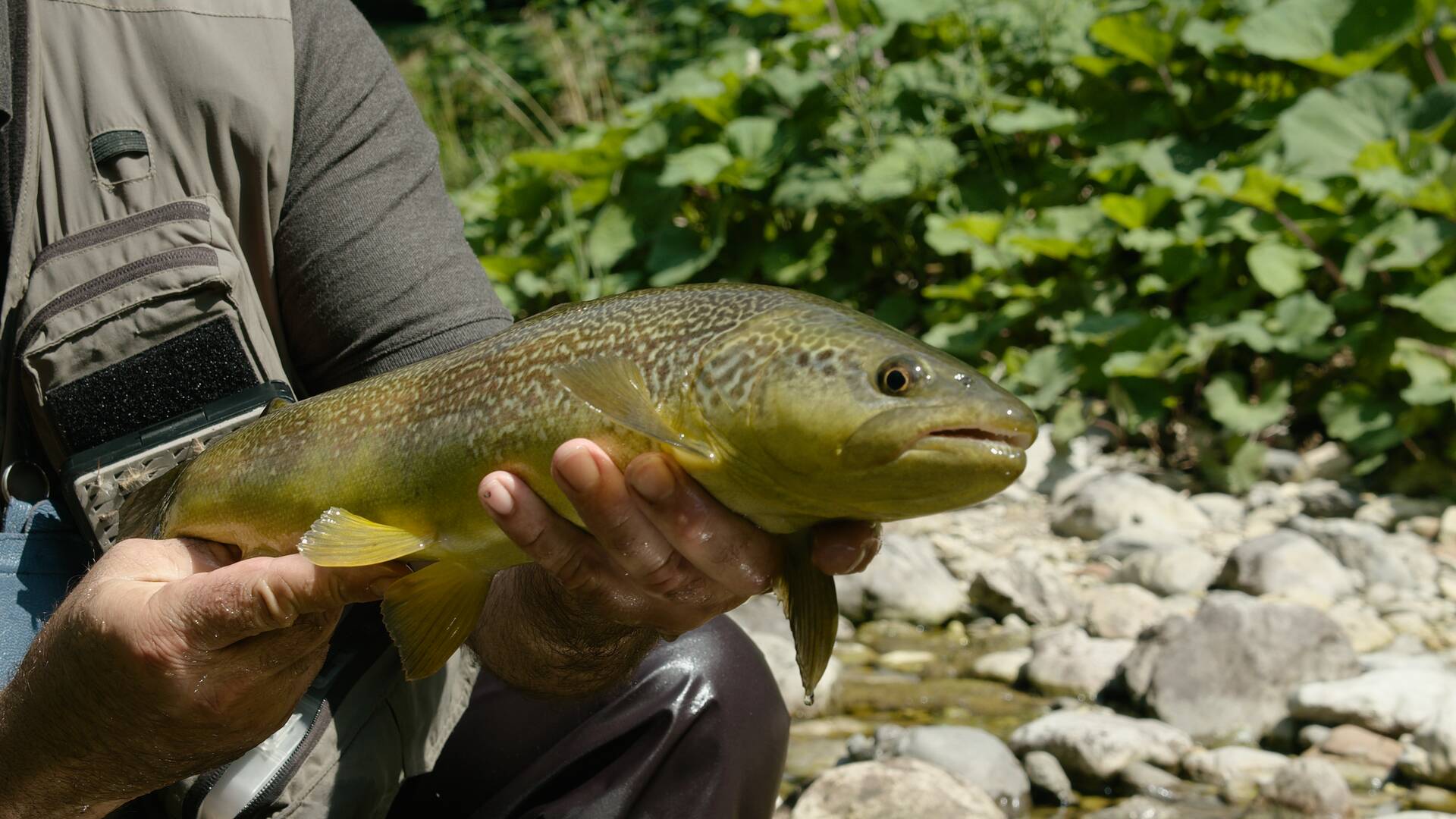 Pesca estival en Eslovenia