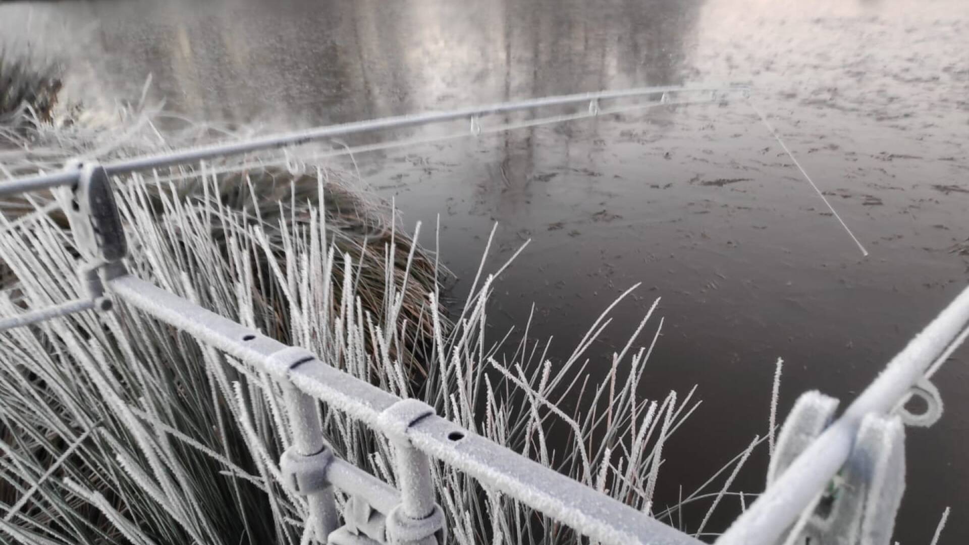 Carpas en la Universidad