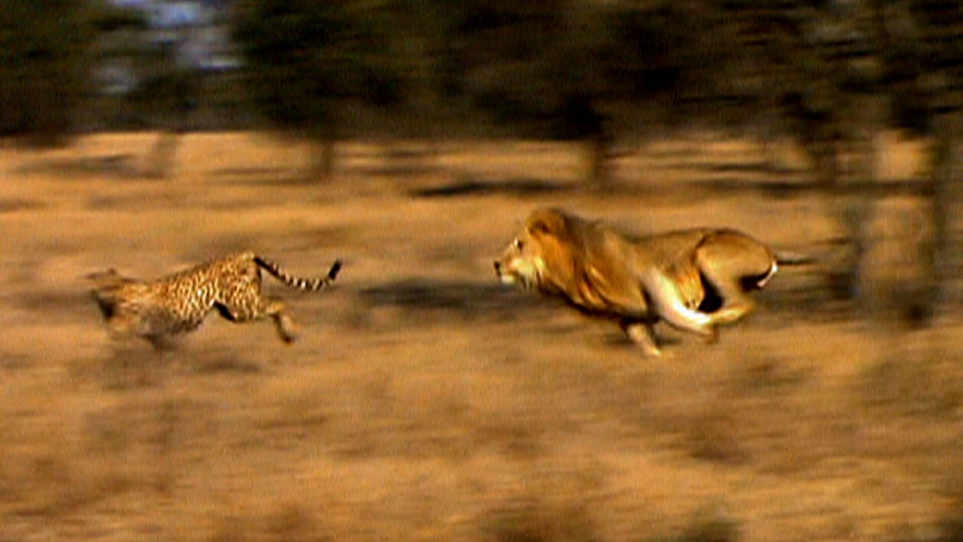 La guerra de los leones