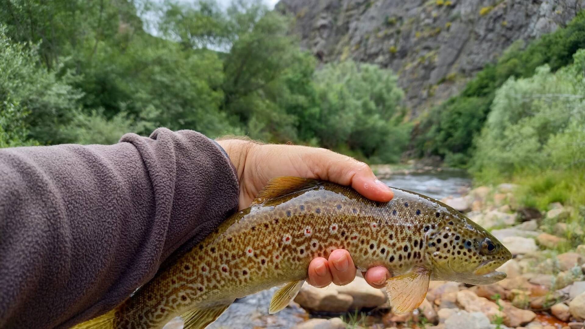 Primeras truchas de marzo