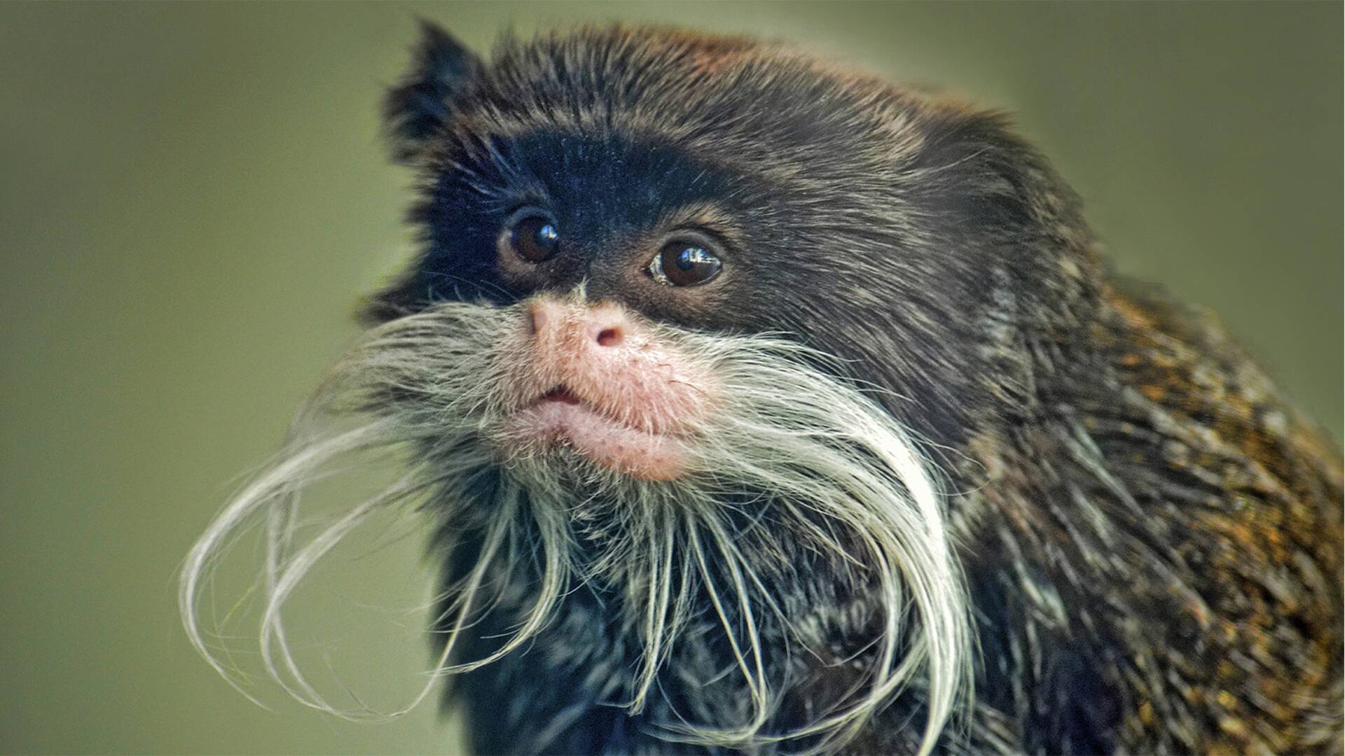 Los animales más raros de Madagascar