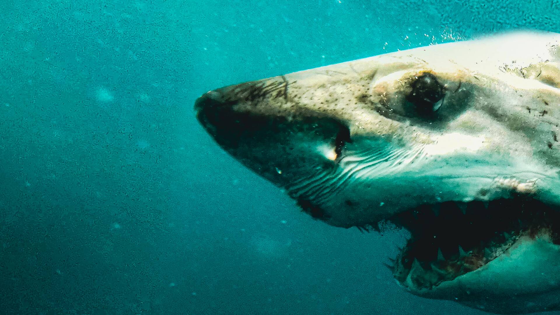 La reina tiburón