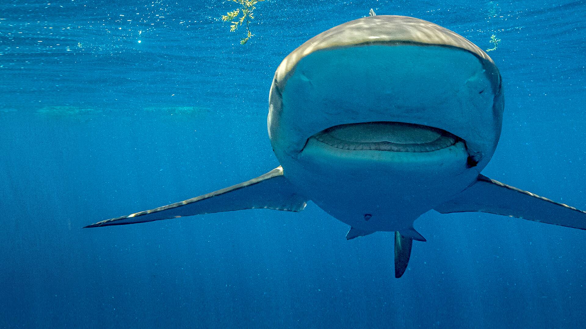 Tiburones desde el aire