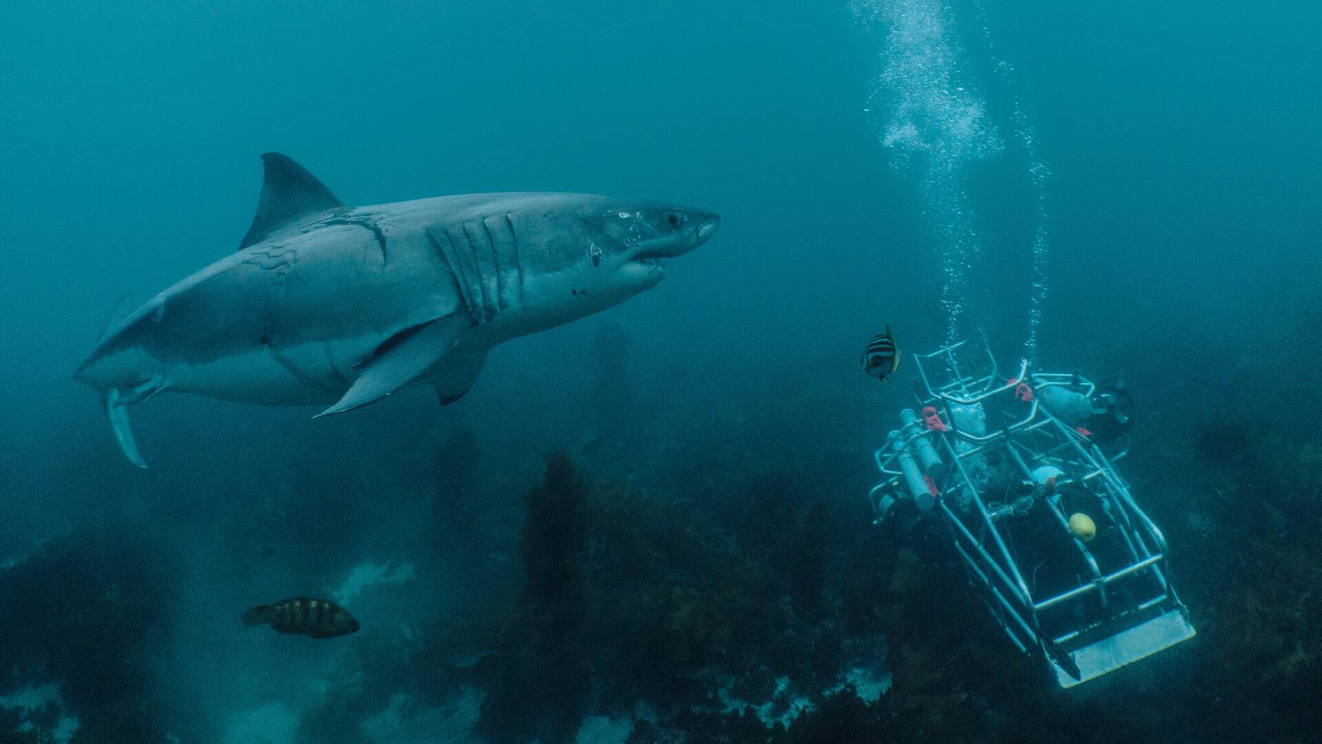 Pandemia tiburón