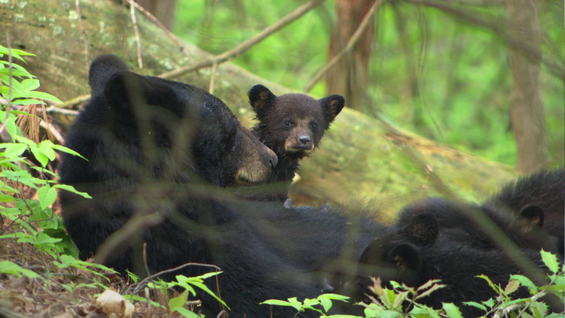 Los Osos de los Parques Nacionales de America