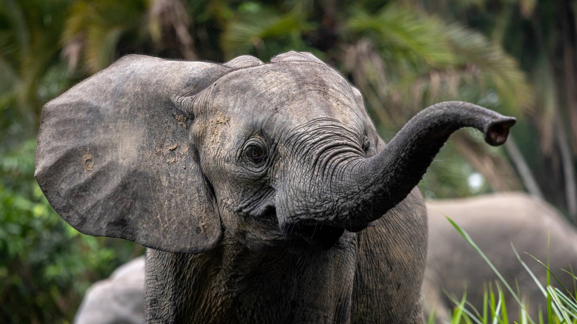 Los secretos de los elefantes