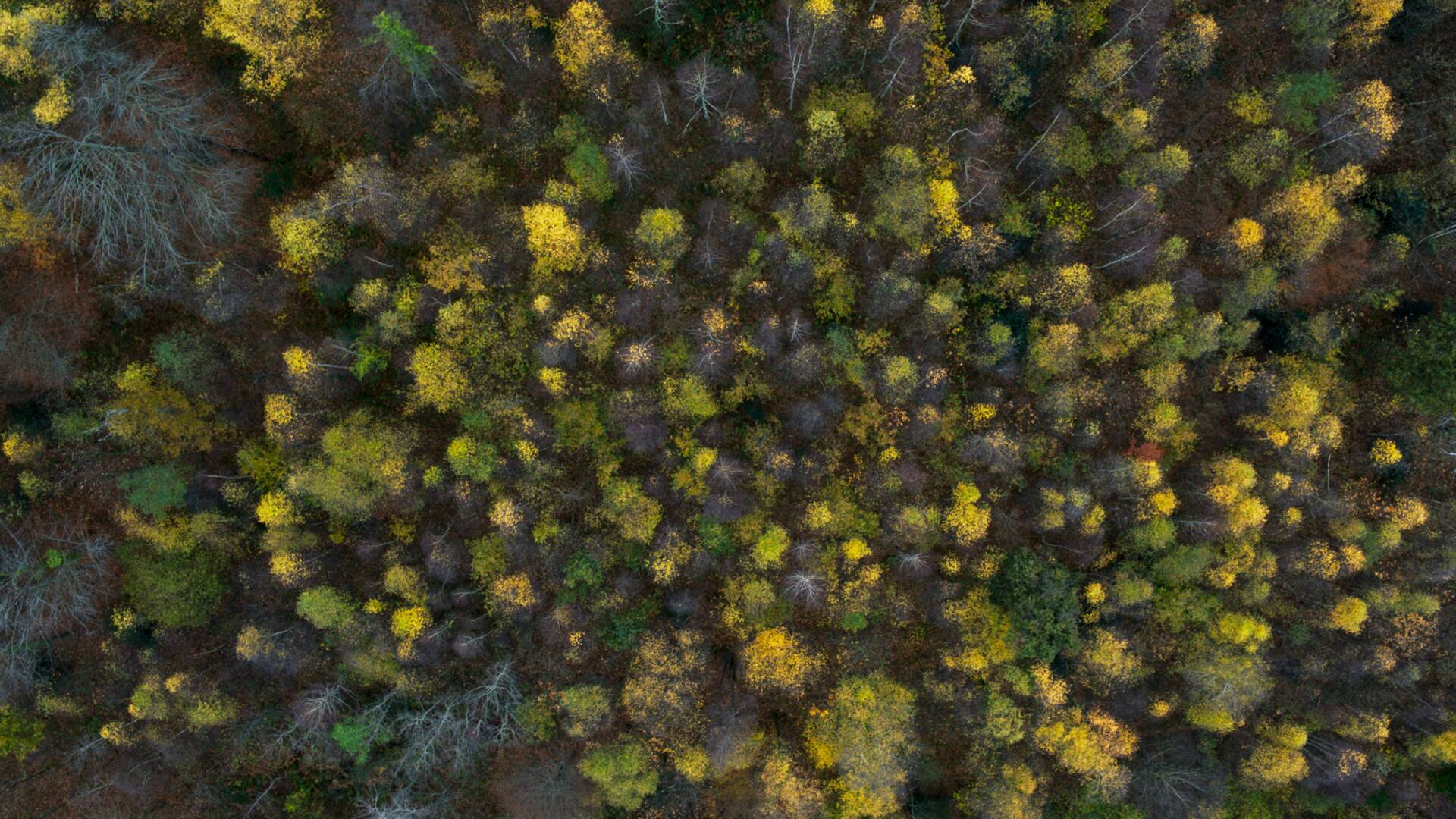 Tesoros Naturales: Del Cantábrico a los Pirineos