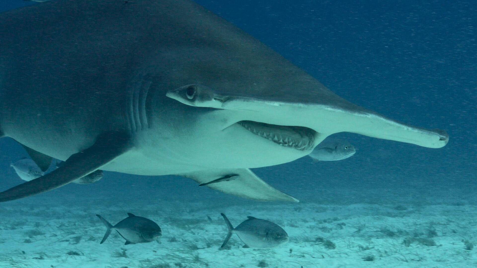 Tiburón toro vs. tiburón martillo