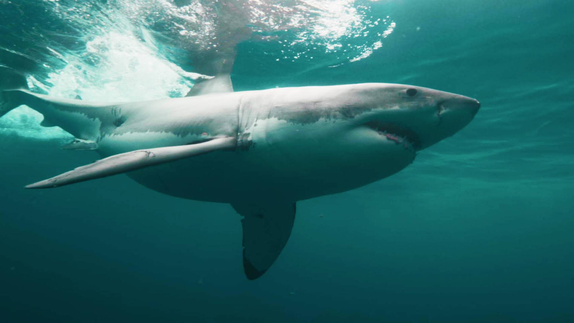 Tiburones bajo cero