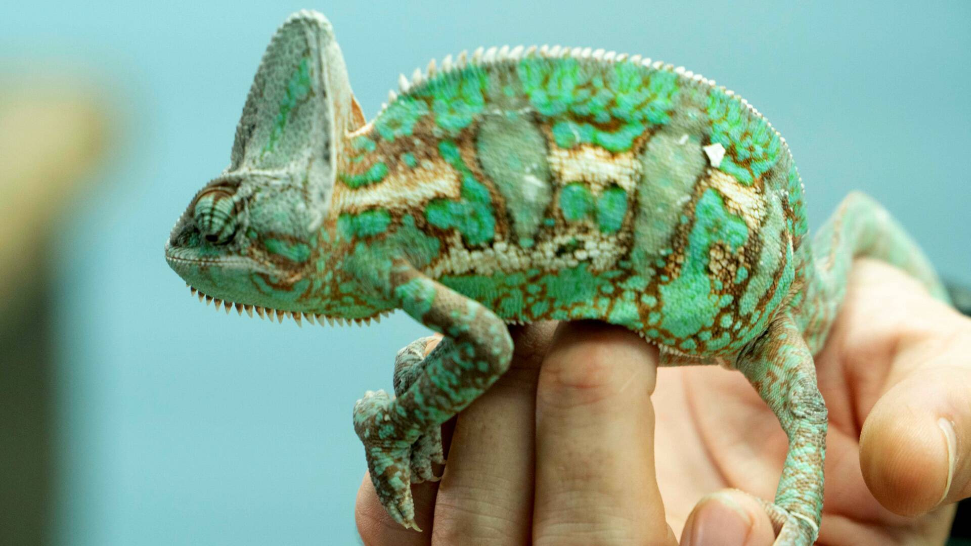 Critter fixers: Veterinarios rurales