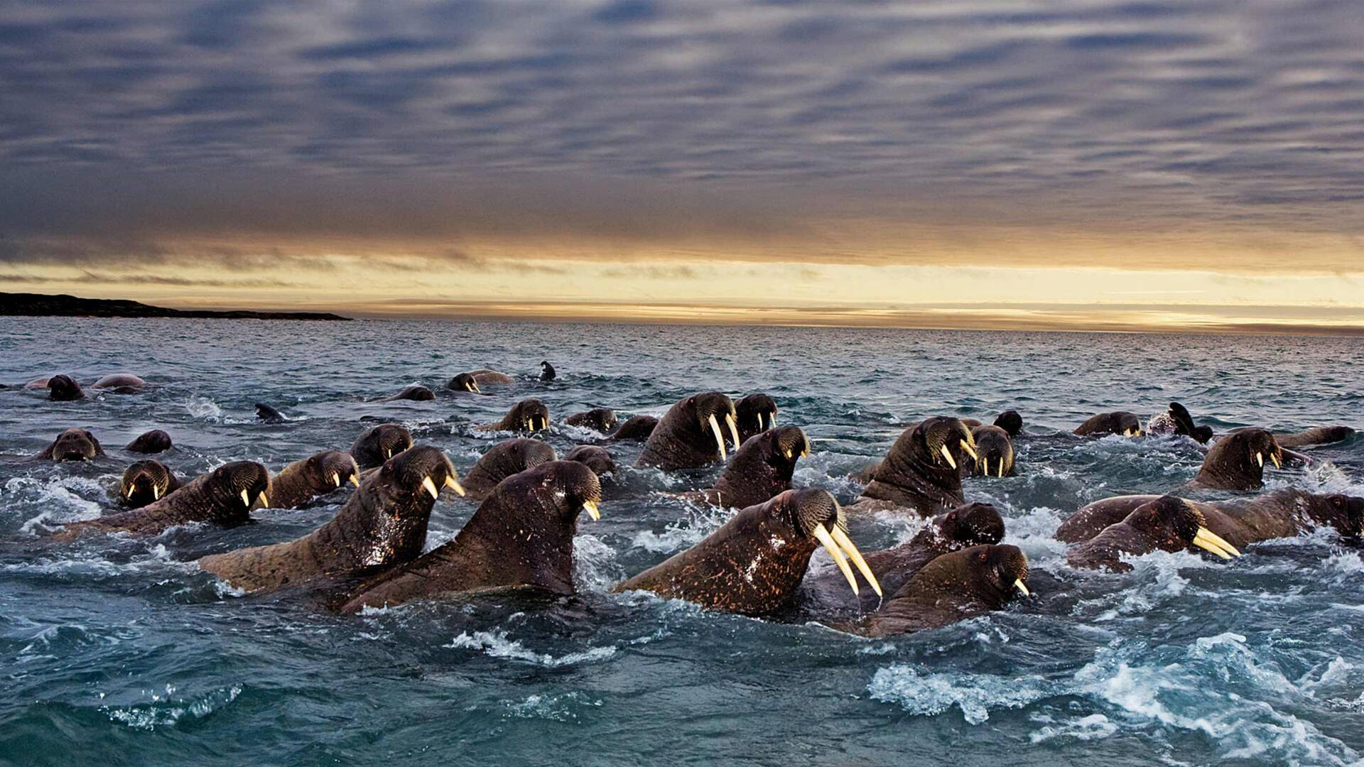 Los más letales de Alaska