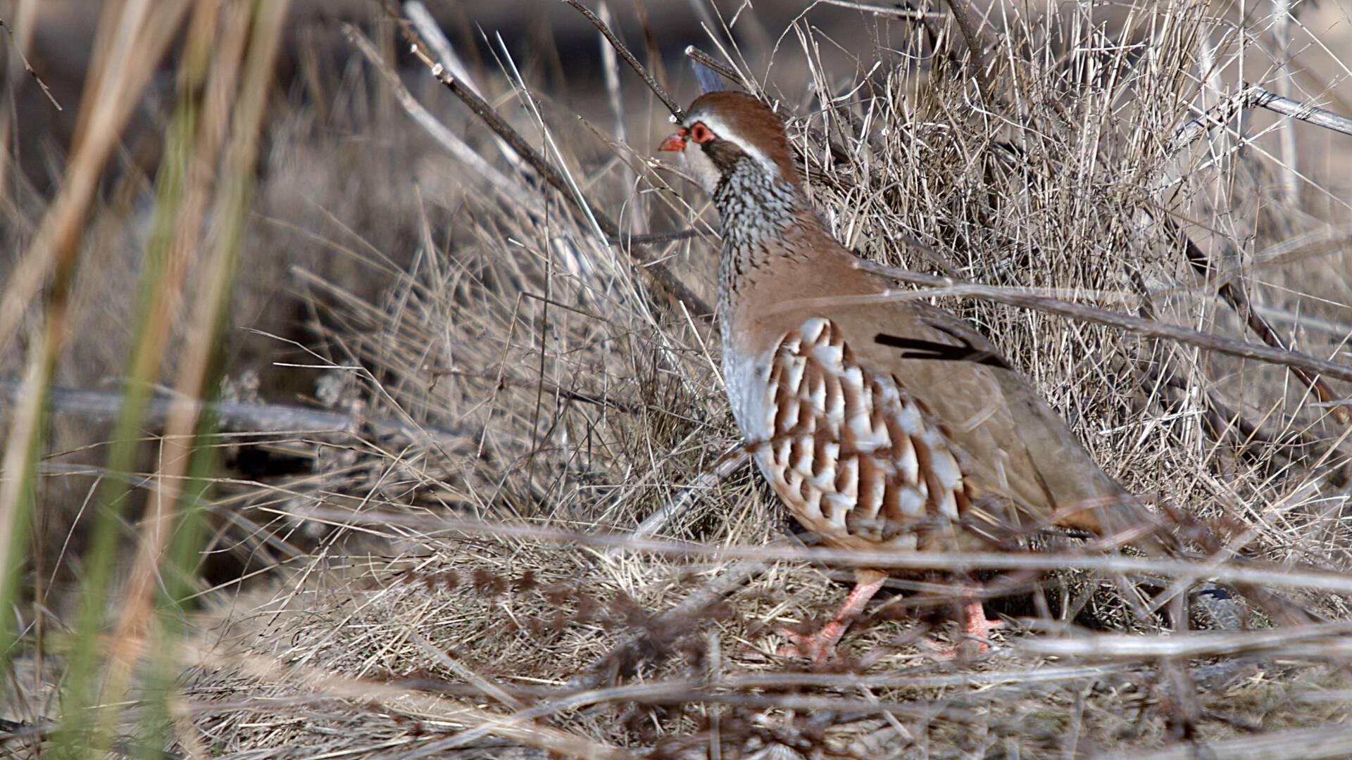 Perdices en mano en el Bonillo