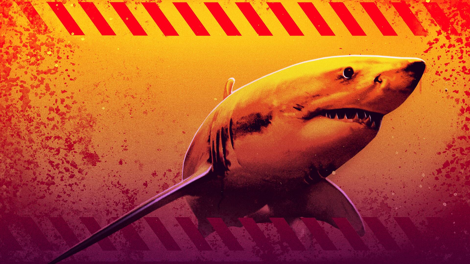 Tiburones en Florida