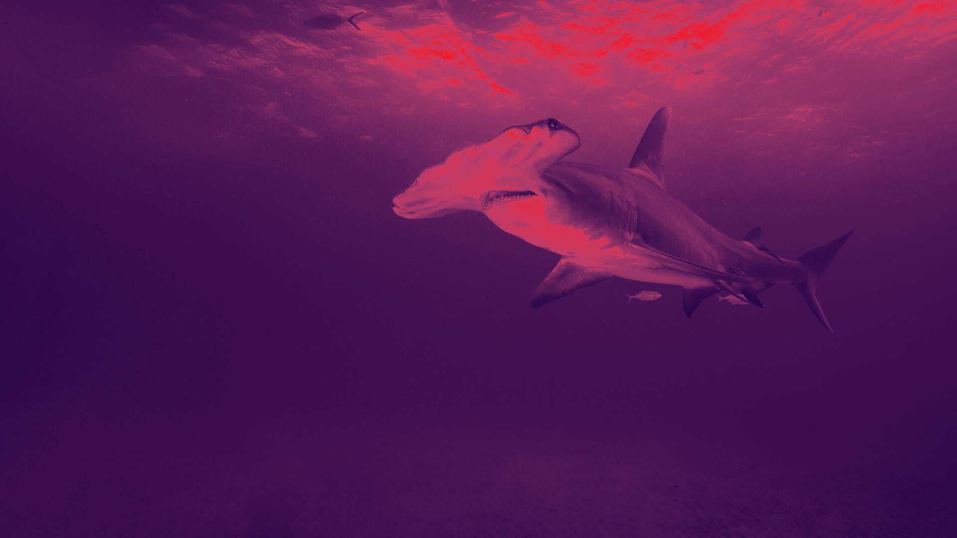 Tiburón pulpo en Andros Island