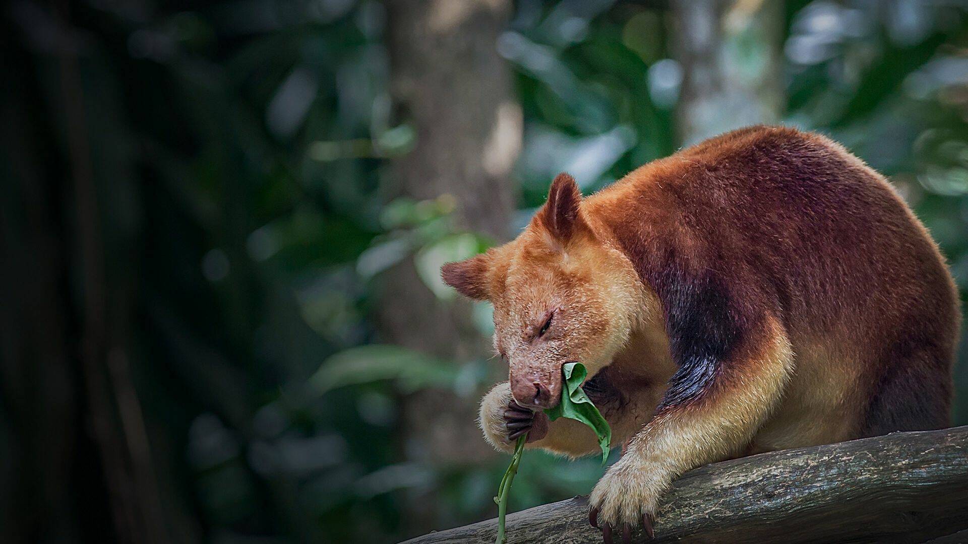 El zoo del Bronx (T5): Cachorros en Queens
