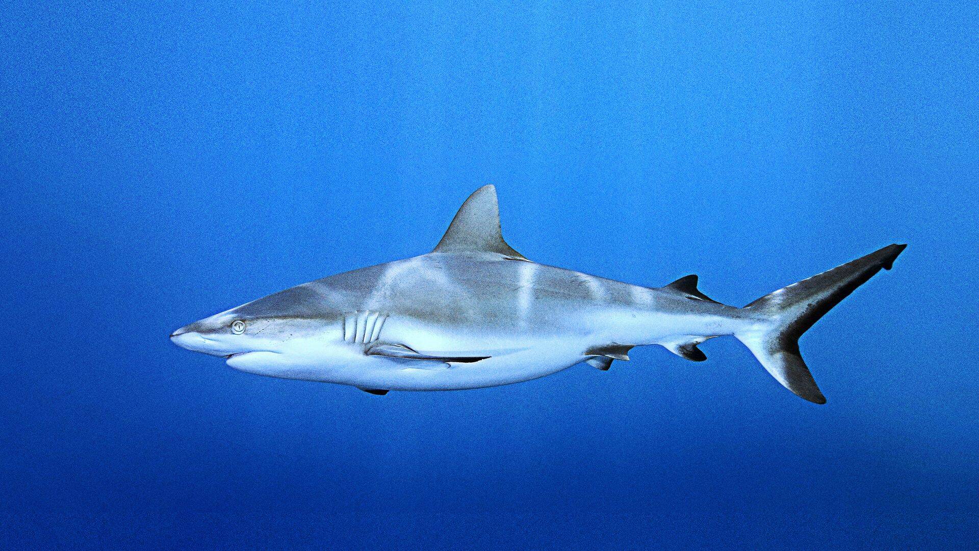Sharktacular