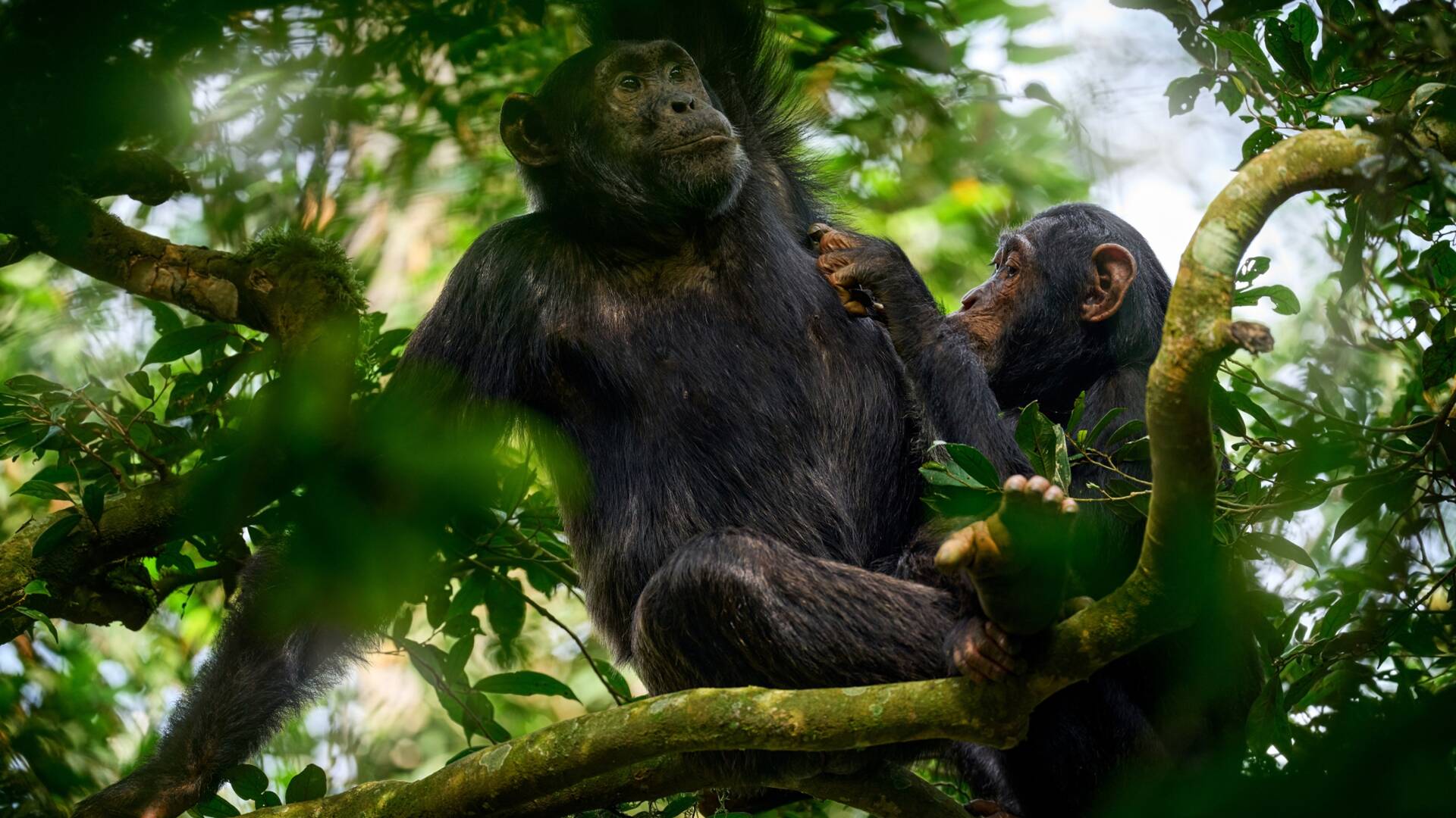 Primates: Escuela de chimpancés