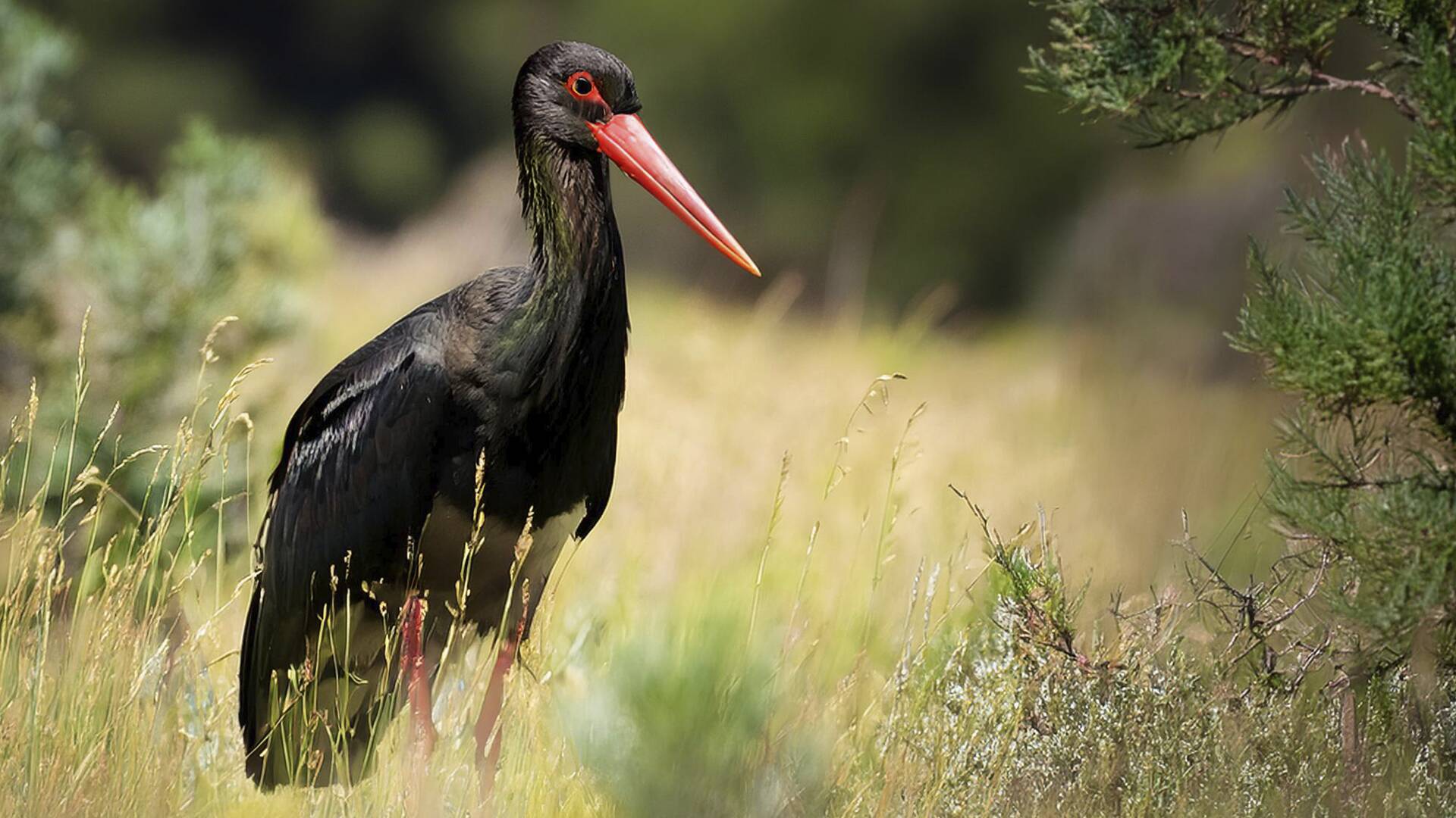 Suerte Ampanera, rebaño de biodiversidad