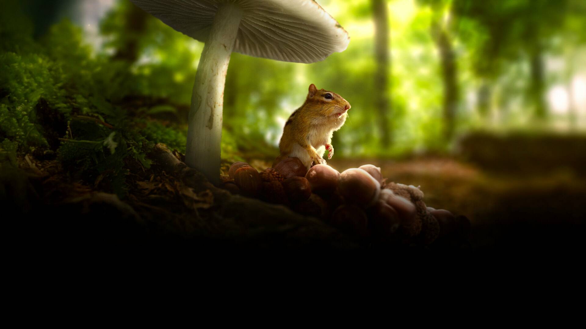 Micromundos: El bosque
