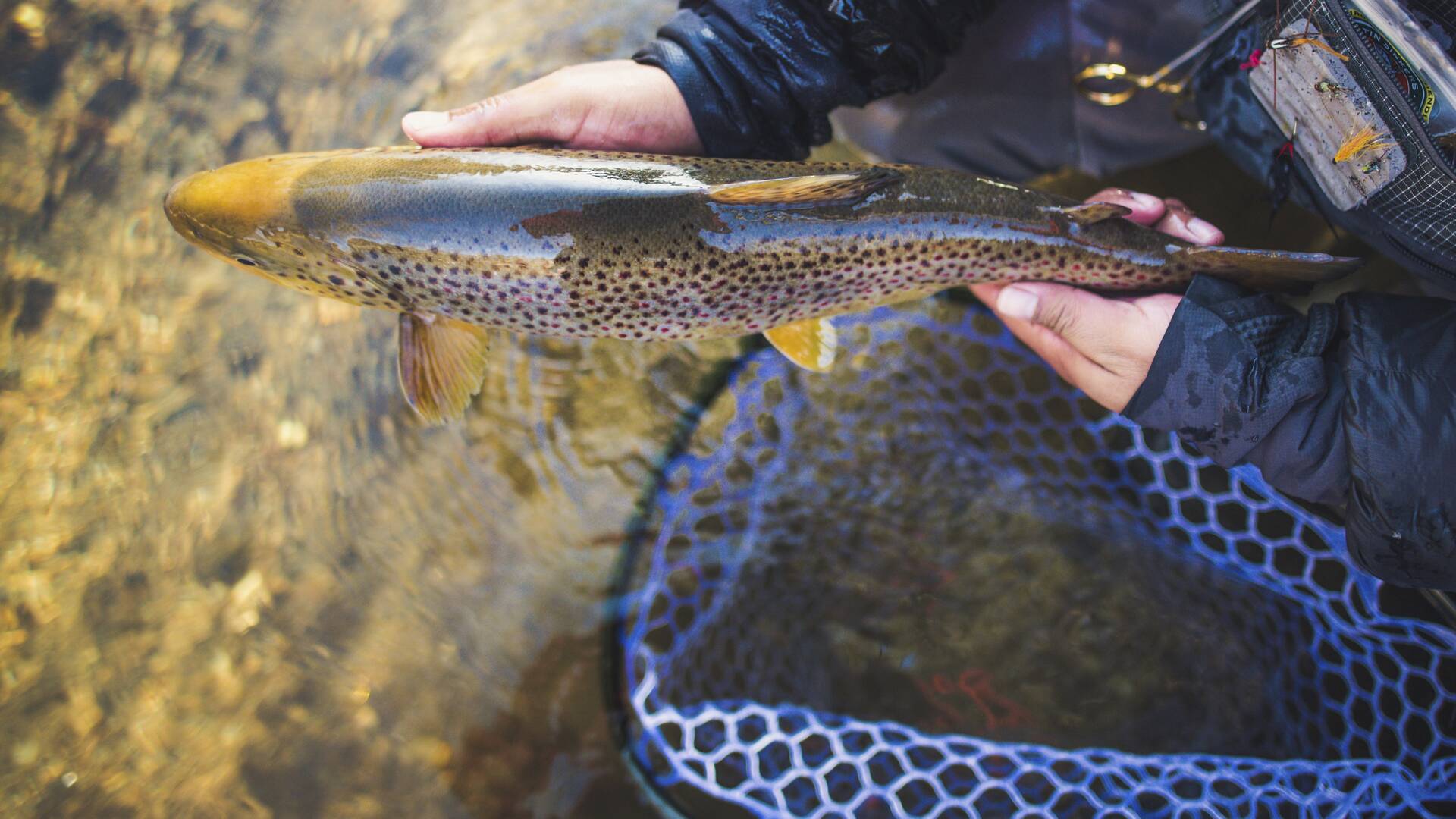 The Annual Fly Fishing Film Tour 2024 (T3)