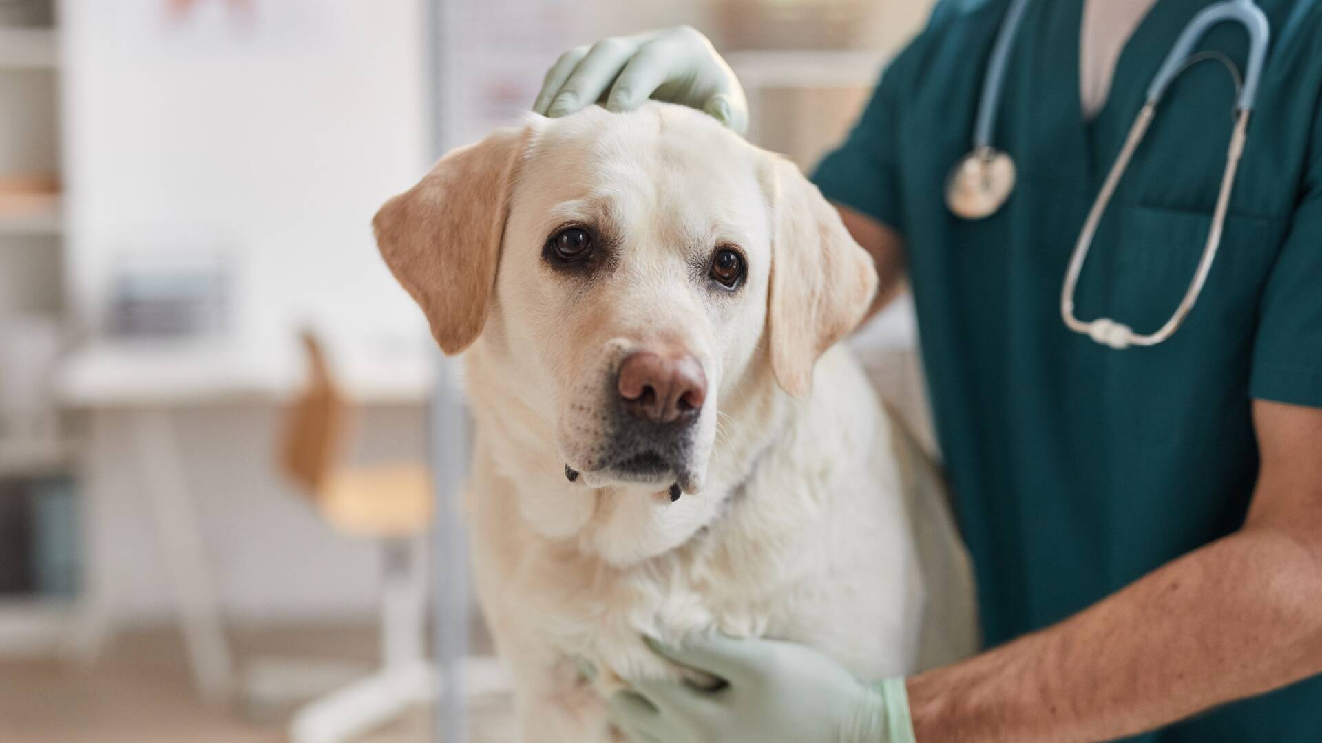 Veterinarios: Gusanos en los oídos