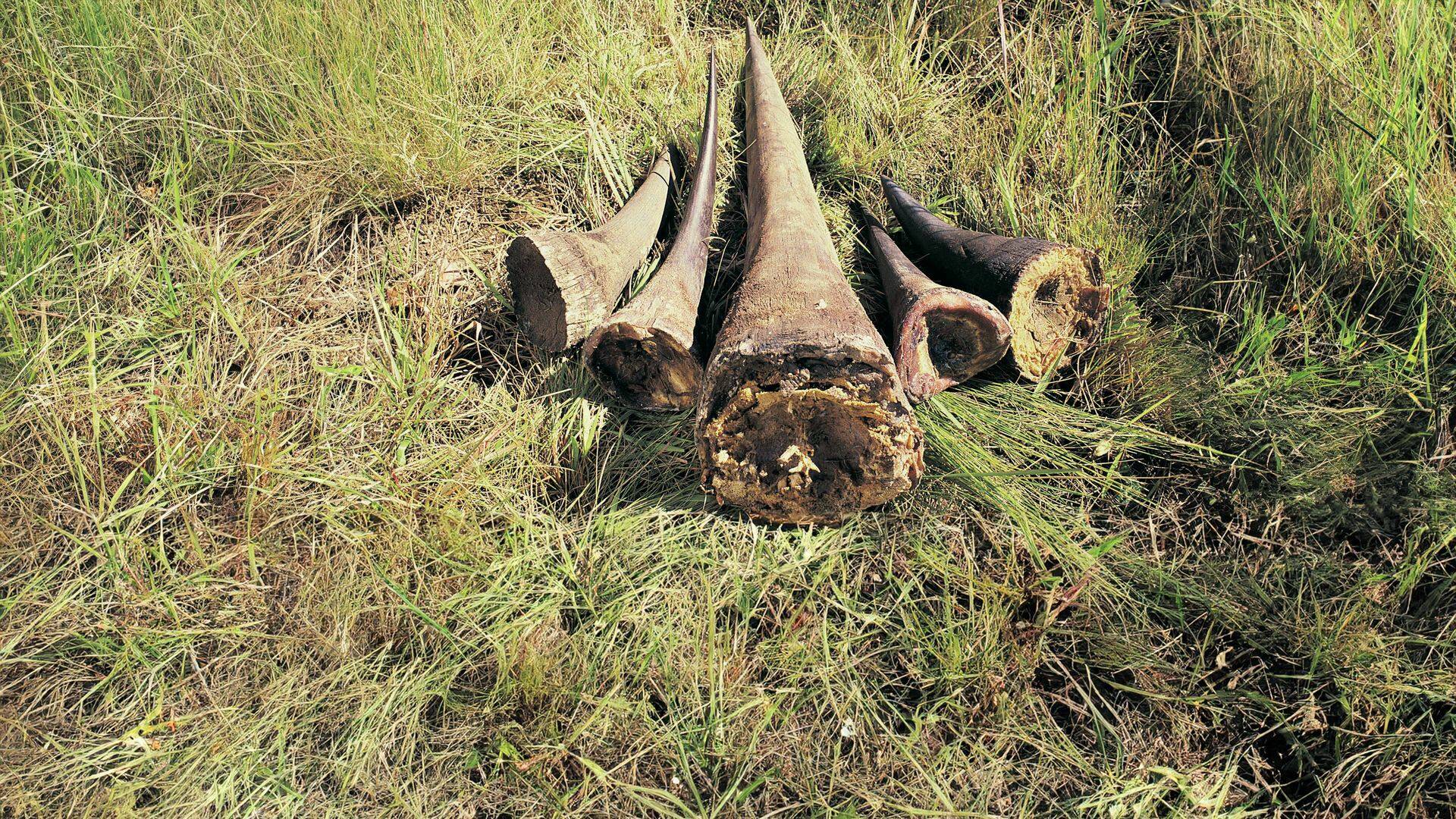 De viaje: Operación rhino