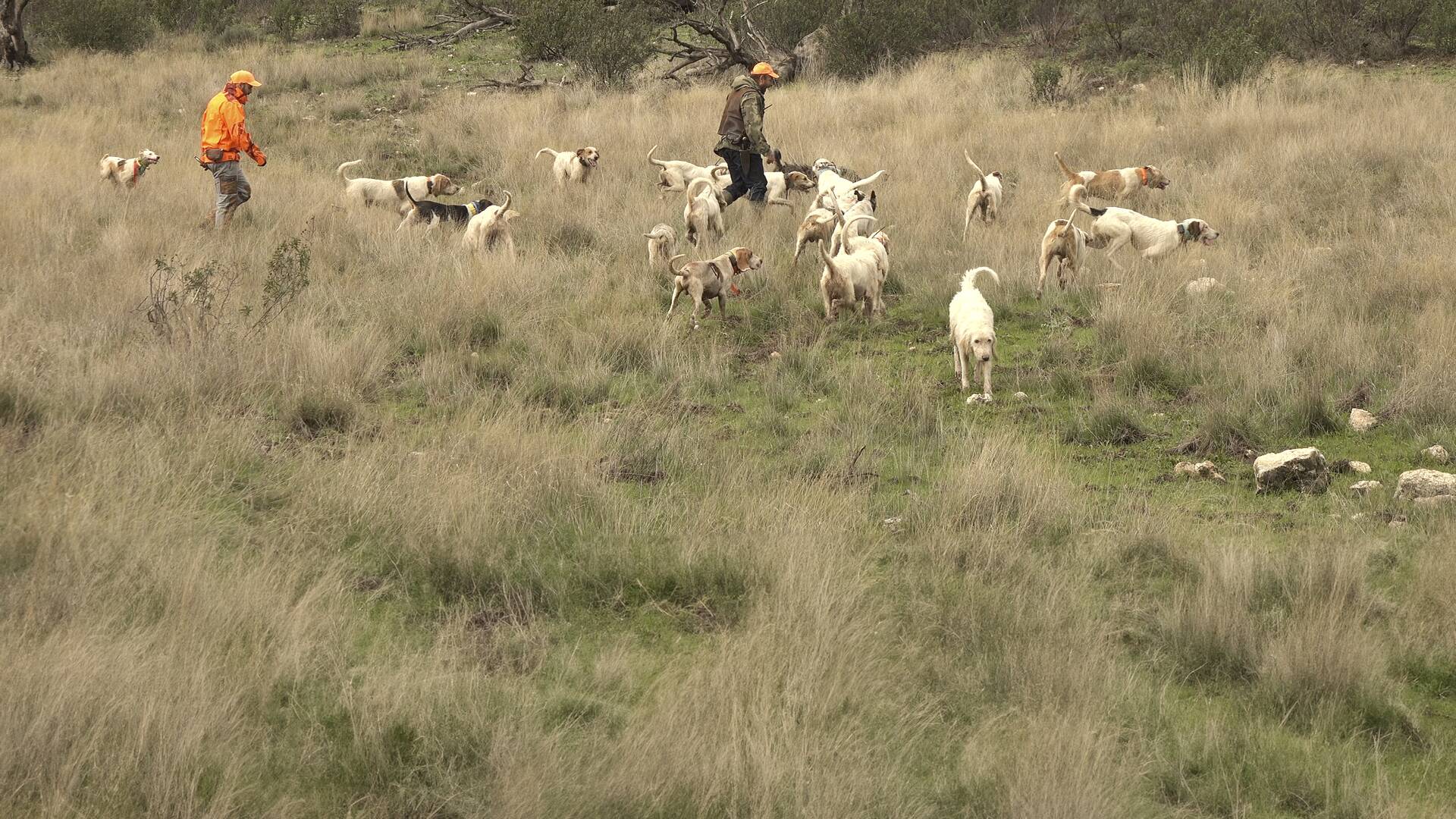 Tras los grandes jabalíes de La Ribera