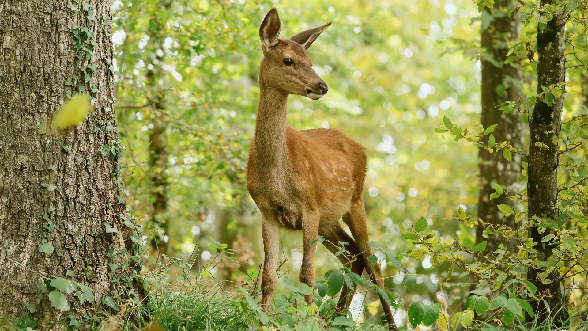 Bambi, una vida en el bosque