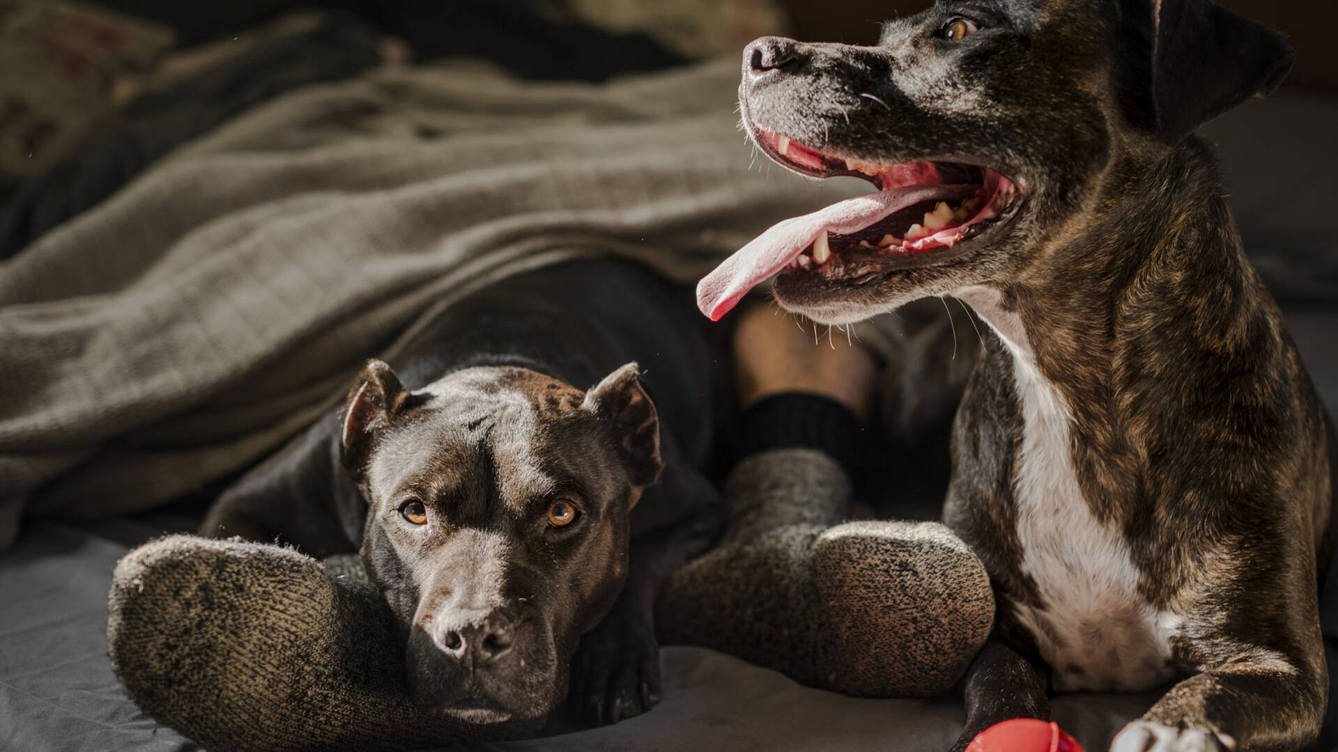 Perros: ¿Cuál es tu perro?