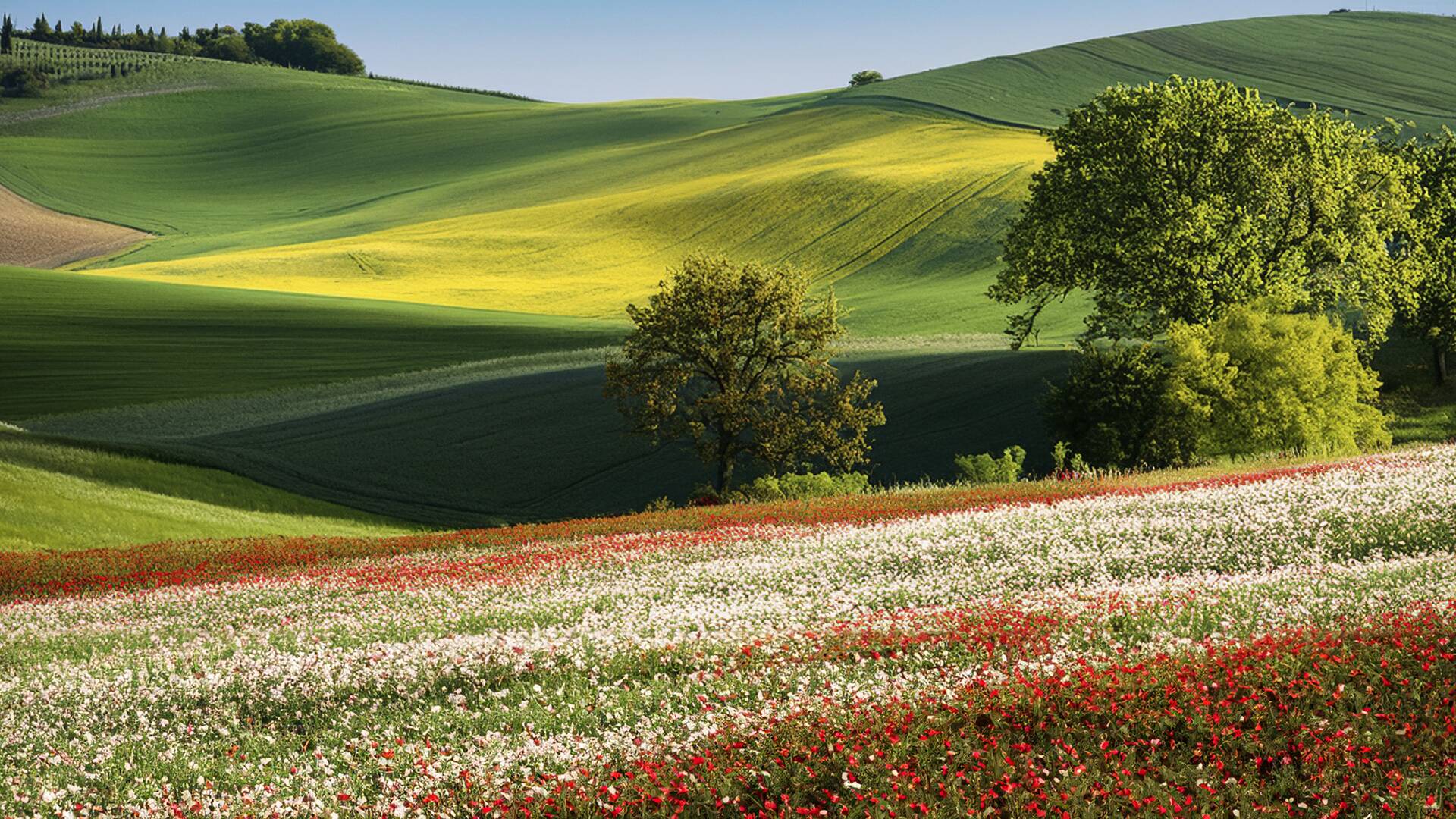 La primavera al corzo altera