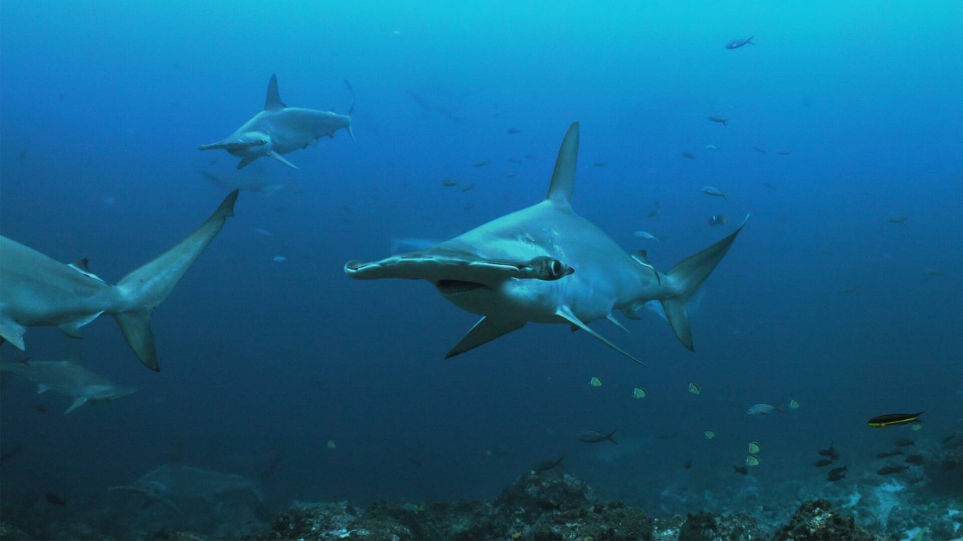 Investigación: ataques de tiburón