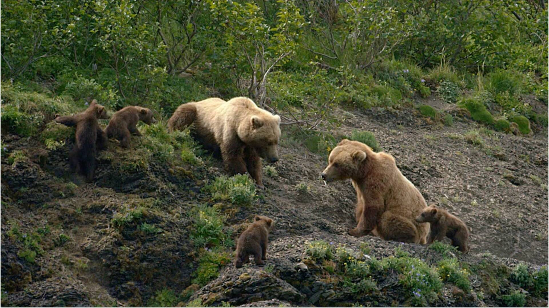 Alaska
