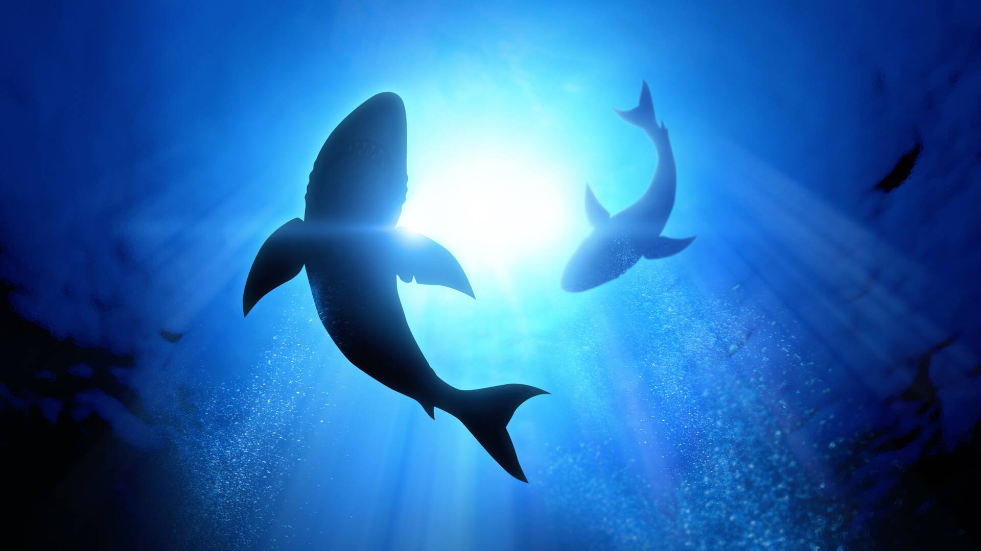 Cuando los tiburones atacan