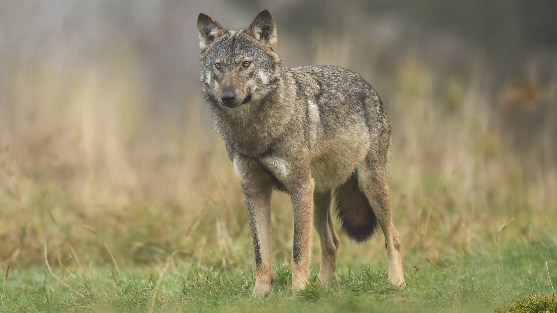 Gestión del lobo en Guadalajara