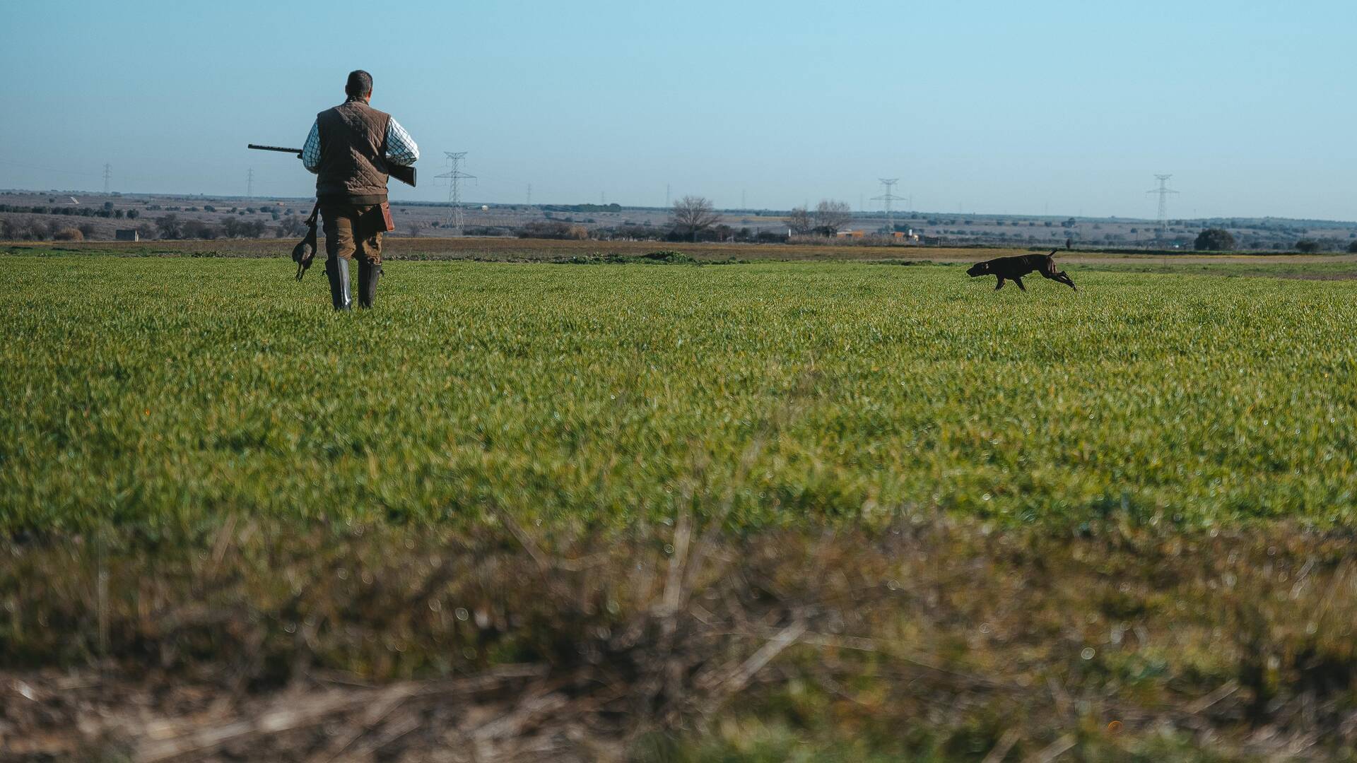 Perdices a rabo con braco alemán