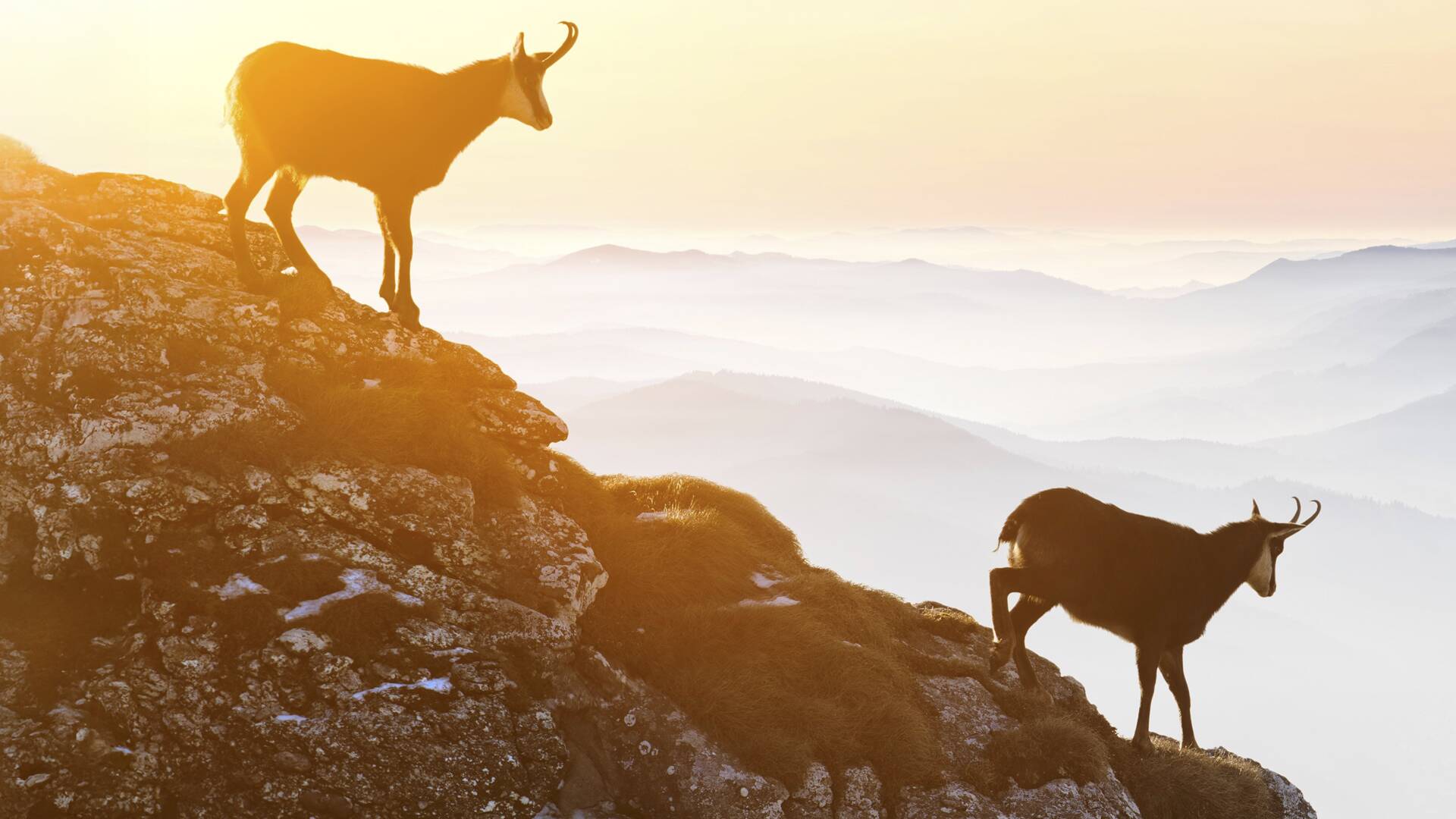 Rebecos en Picos de Europa y los Pirineos