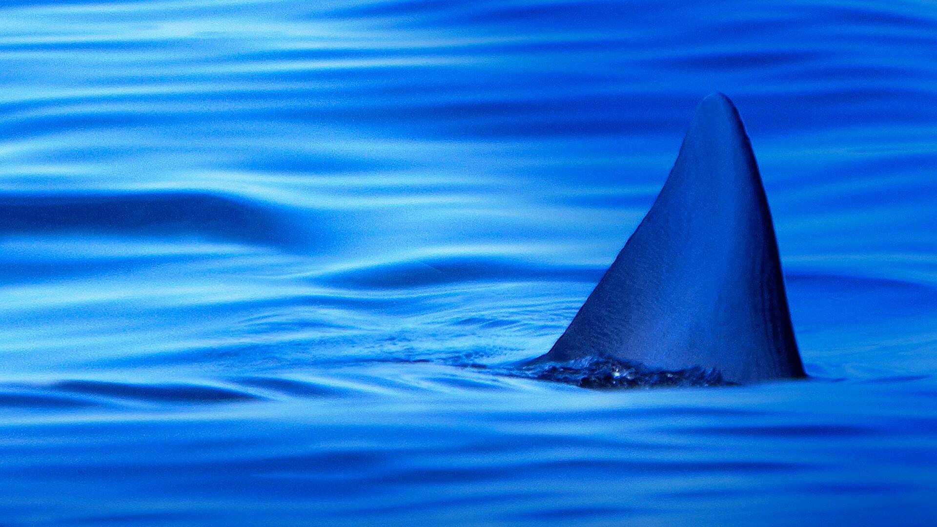 Defensa contra tiburones