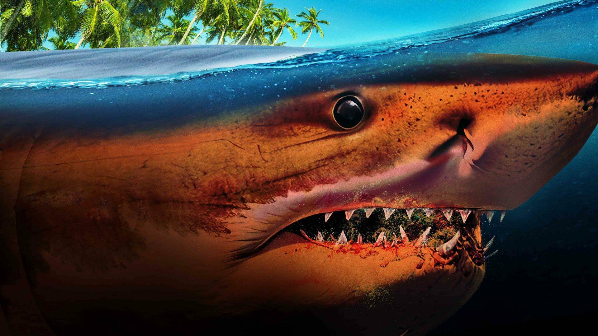Tiburones: muerte en el paraíso