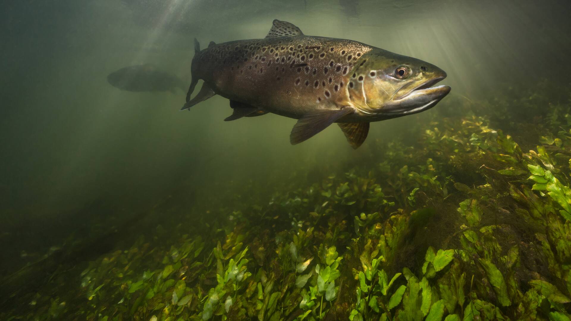 Truchas en el reino maravilloso