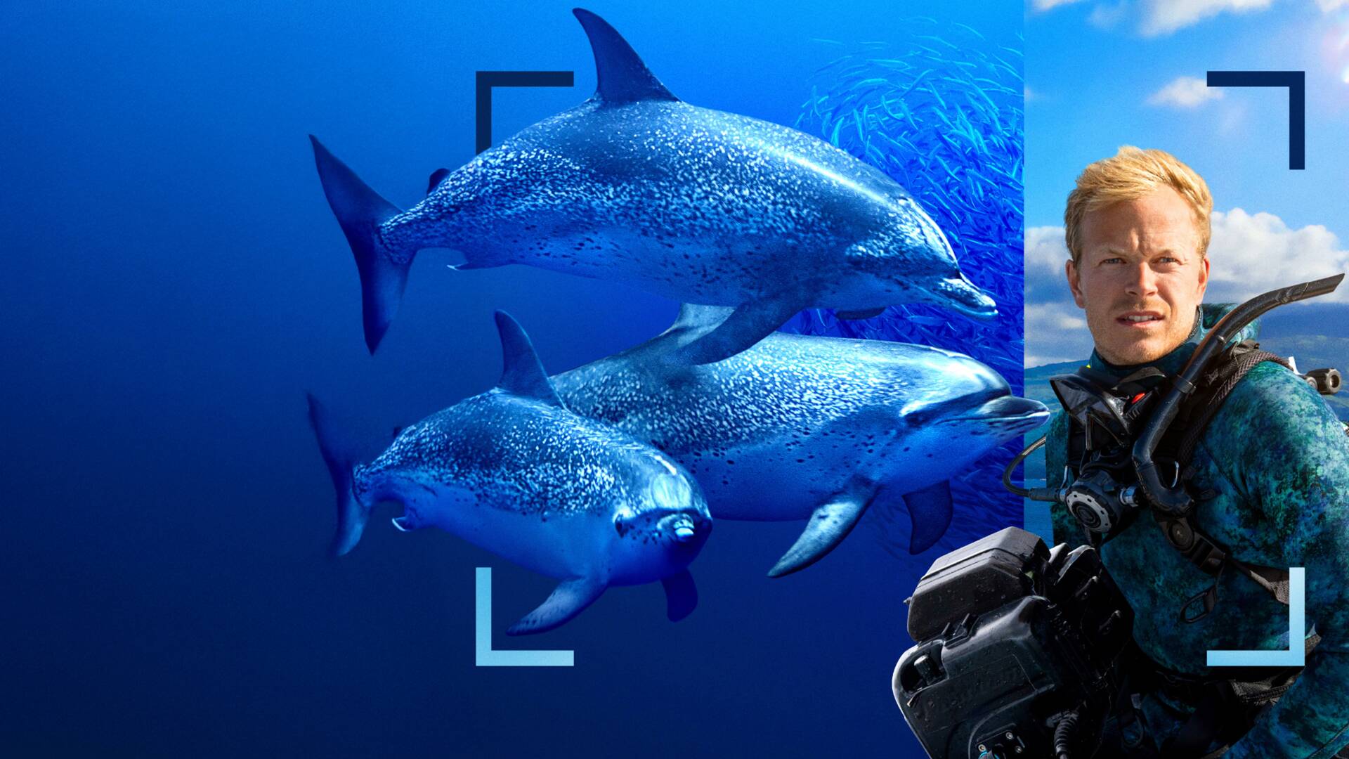 Delfines en primer plano con Bertie Gregory