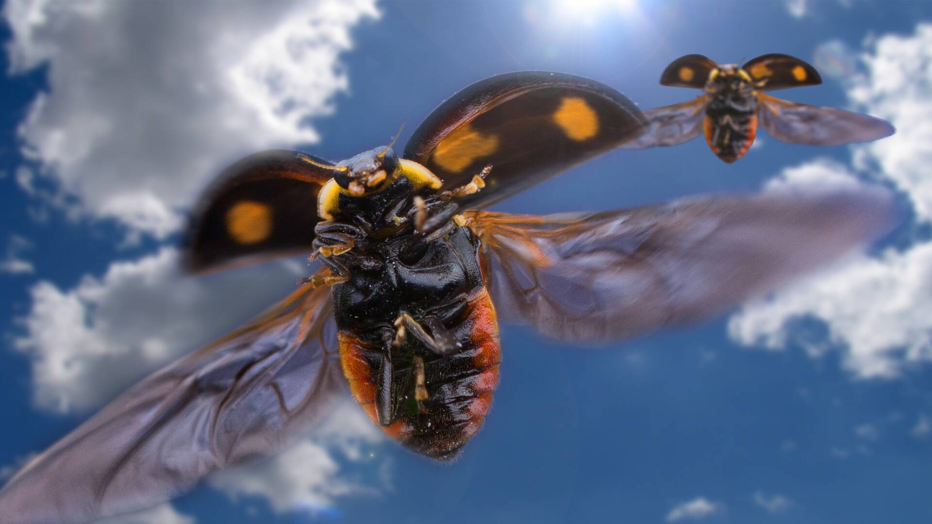 La vida en el aire