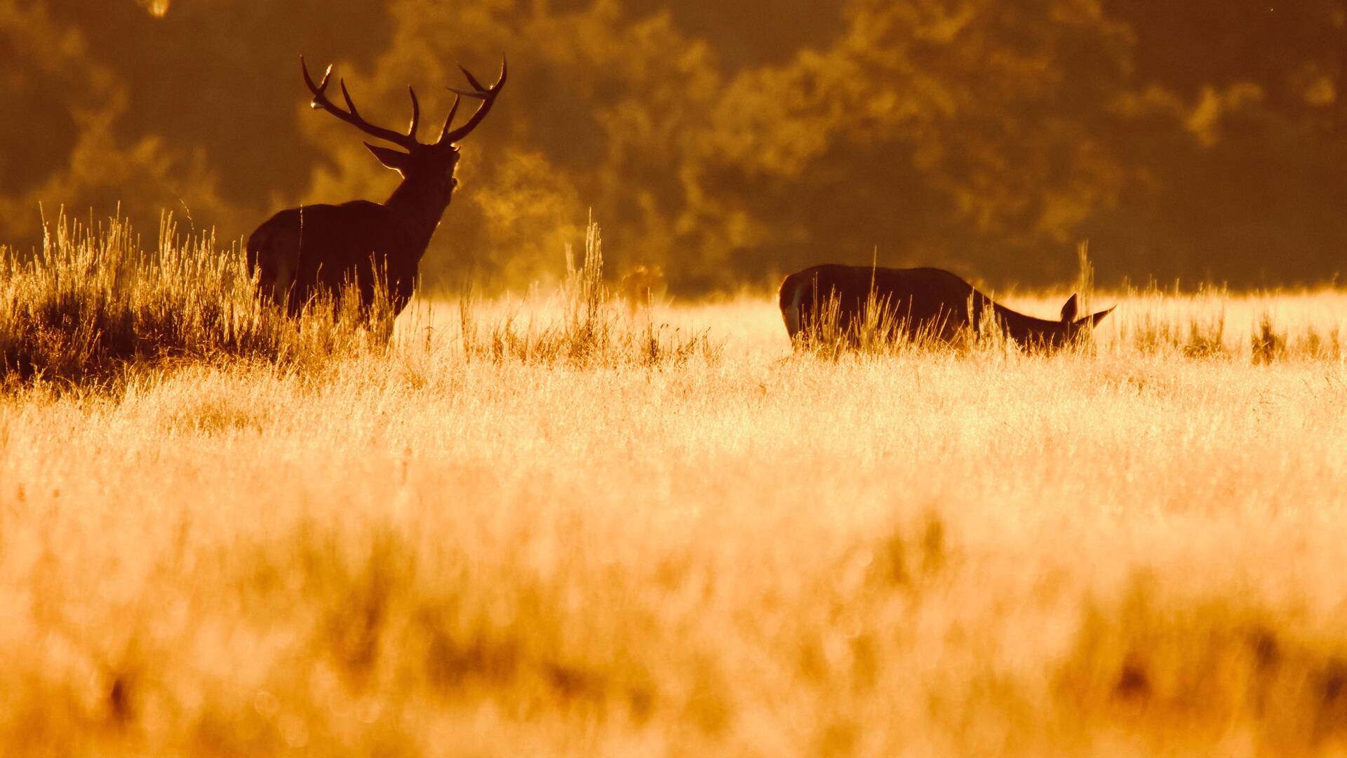 Recechando después de la berrea