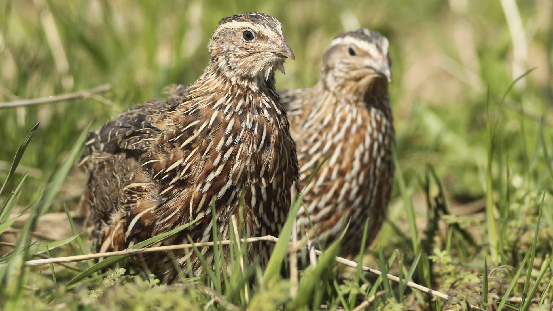 Así somos: Proyecto Coturnix