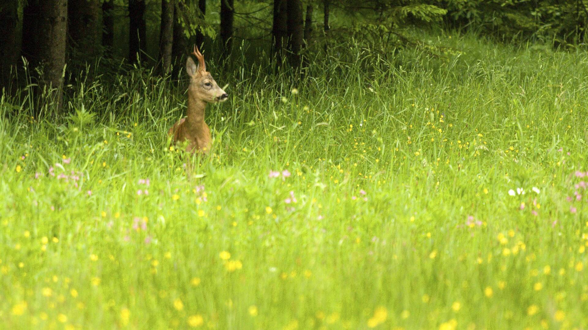 De caza: los corzos gironeses