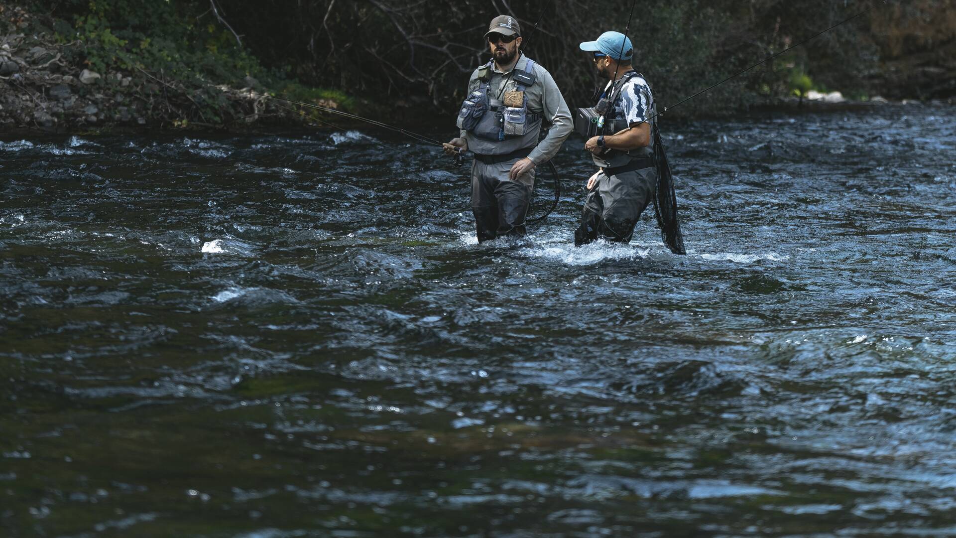Ancares, truchas salvajes
