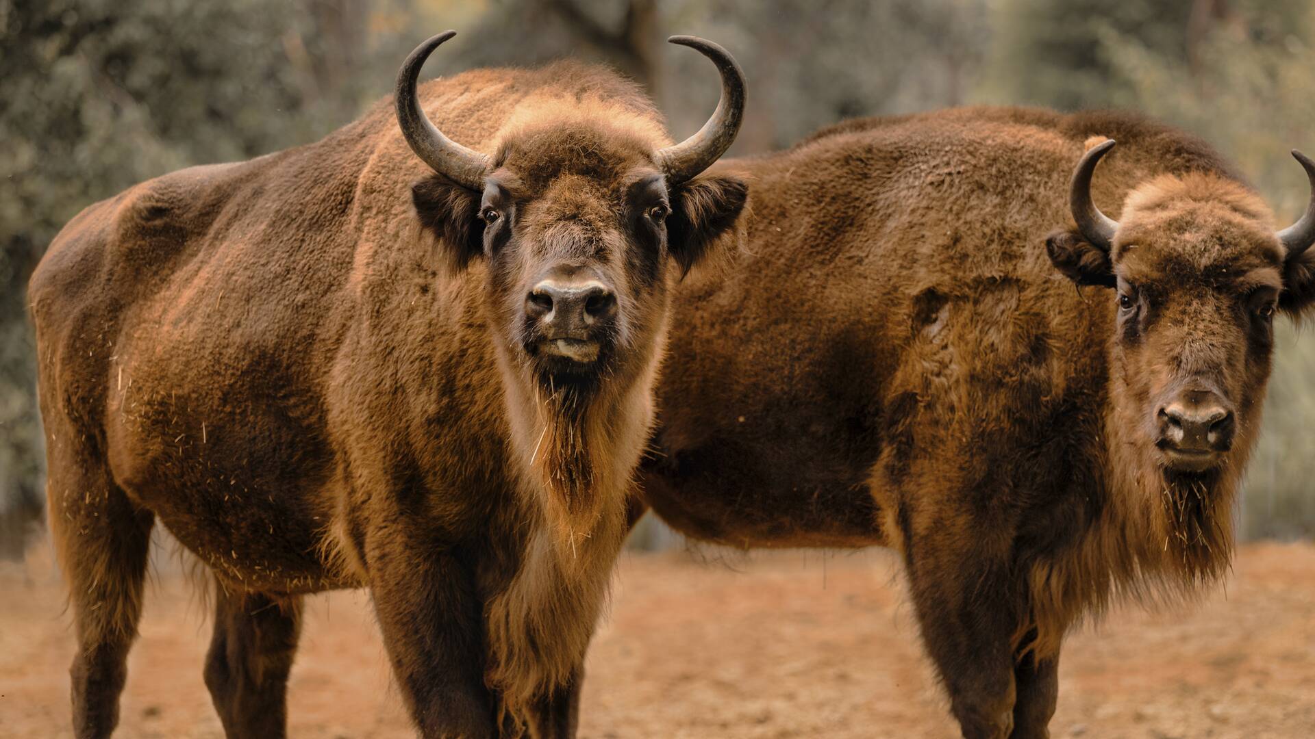 Así somos: Rewilding: La frontera de lo natural