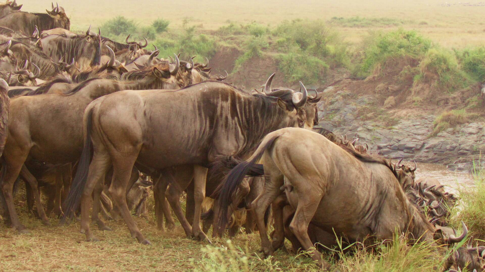 Mara: el renacer de la Sabana