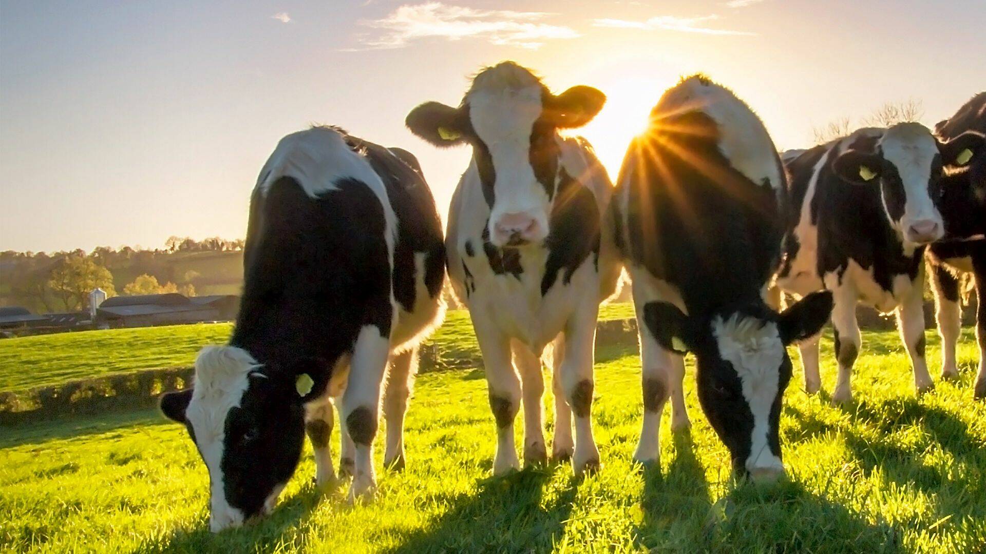 Granjas en acción (T1): Ep.3