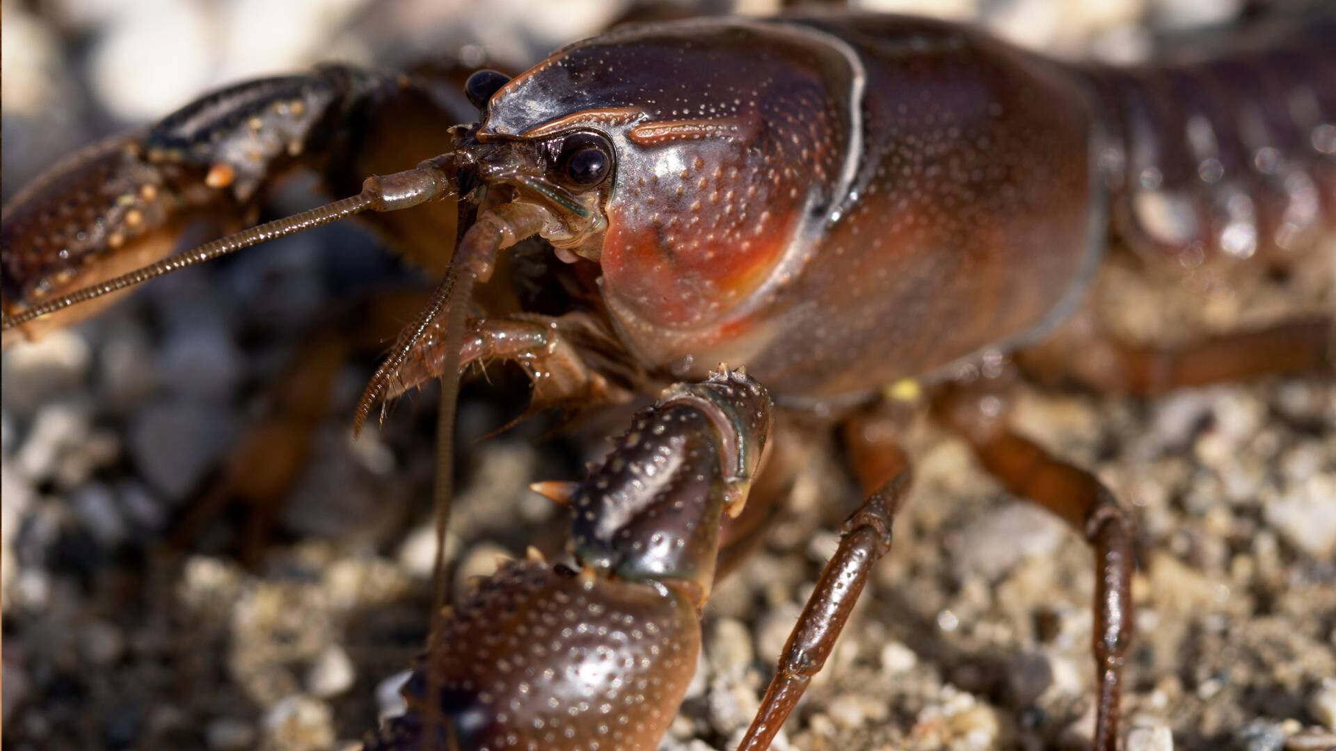 Cangrejos con Joselo